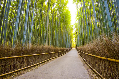 Kyoto, Japan bamboo forest. material supply chain